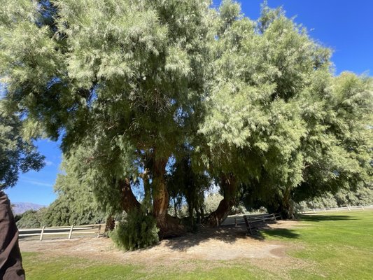 The Ranch at Death Valley by null
