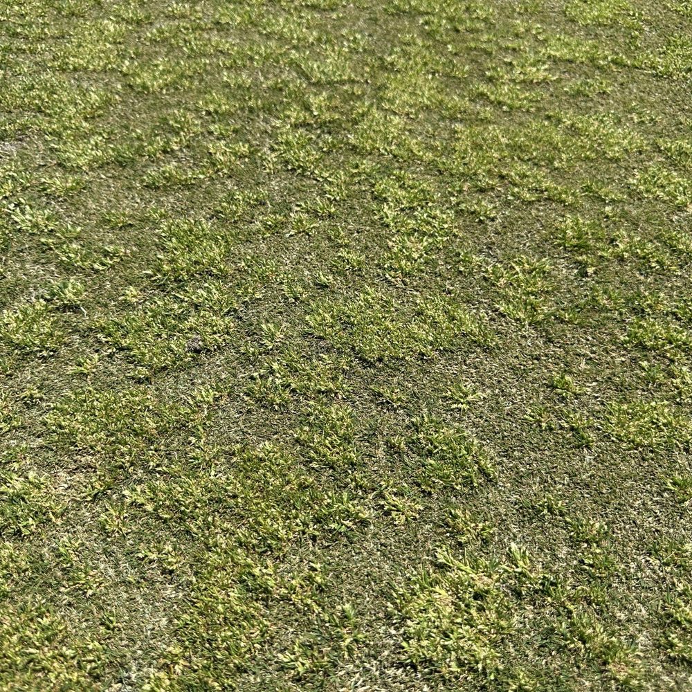 Ocean View Golf Course - This is a green? It takes a lot to get it this bad. - Golf Near Me - Norfolk, Virginia