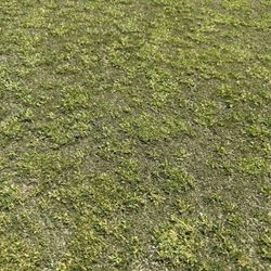 Ocean View Golf Course - This is a green? It takes a lot to get it this bad.