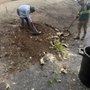 L&P Tree Service