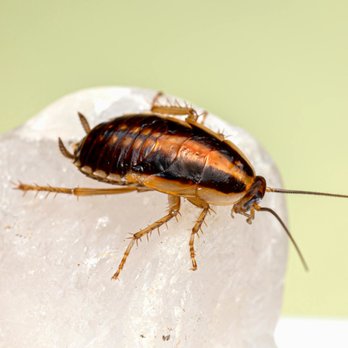 Preventative Pest Control - Pest Control Near Me - Colorado Springs, Colorado