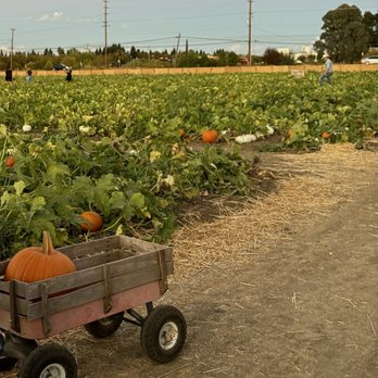Nick and Ray’s Pumpkin Patch - Attraction Farms Near Me - Sacramento, California Nick and Ray’s Pumpkin Patch - Attraction Farms Near Me - Sacramento, California