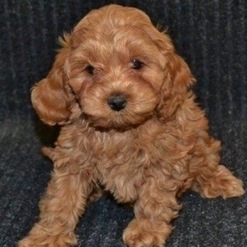 Cockapoo of Excellence - Pet Breeders Near Me - Weeki Wachee, Florida Cockapoo of Excellence - Pet Breeders Near Me - Weeki Wachee, Florida