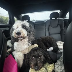 Elemental Veterinary Center and Pet Spa - Headed to the vet!
