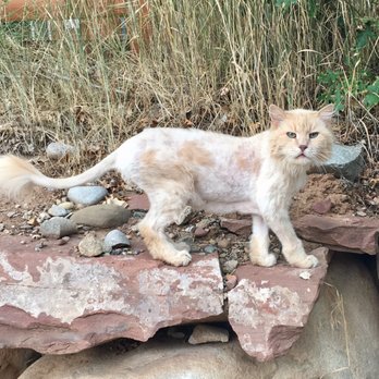 Valley Emergency Pet Care - Oliver Twist before his mysterious accident, with a fresh lion haircut. - Veterinarians Near Me - Basalt, Colorado Valley Emergency Pet Care - Oliver Twist before his mysterious accident, with a fresh lion haircut. - Veterinarians Near Me - Basalt, Colorado