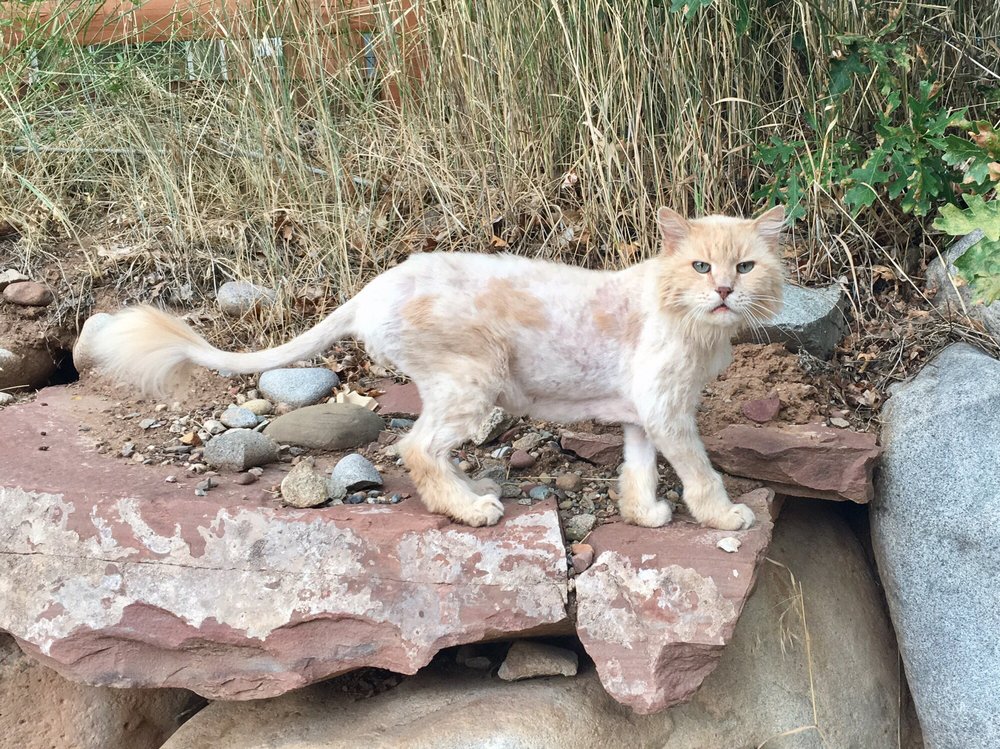 Valley Emergency Pet Care Image
