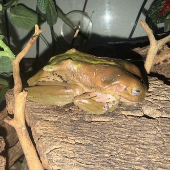 Backwater Reptiles - Starved frog 3 - Reptile Shops Near Me - Rocklin, California