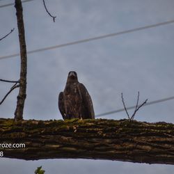 Windsor Locks Canal Trail State Park - Eagle