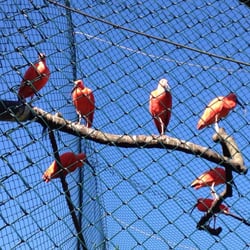 Korkeasaari - Flamingoja