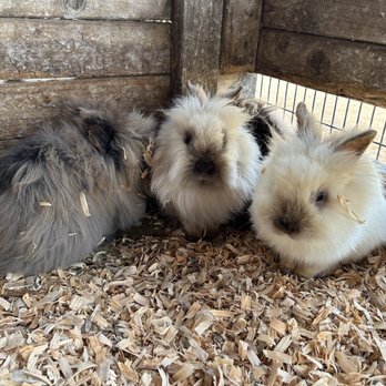 Sugarplum Zoo - Lionhead buns! - Chocolatiers & Shops Near Me - Temecula, California Sugarplum Zoo - Lionhead buns! - Chocolatiers & Shops Near Me - Temecula, California
