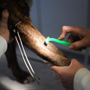 Tierarztpraxis Zogall - Veterinarians Near Me - Schwerin, MV Tierarztpraxis Zogall - Veterinarians Near Me - Schwerin, MV