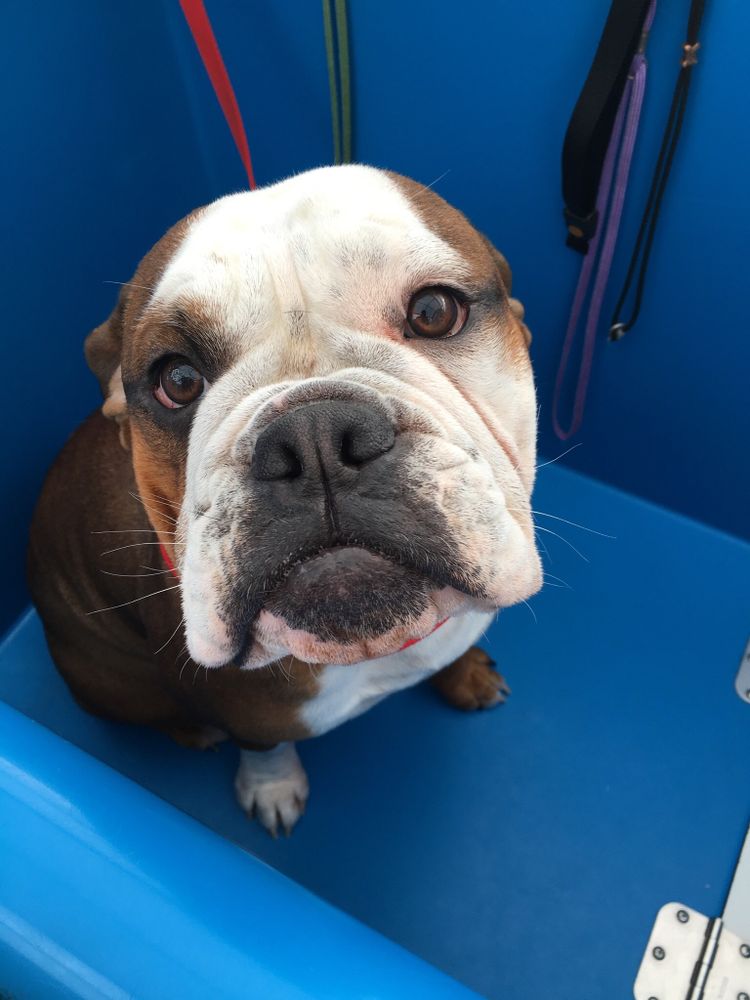 DOG WASHING BY DENISE Updated September 2024 14 Photos Loveland