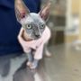 Photo of Petfolk Veterinary & Urgent Care - Far North Central