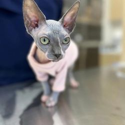 Petfolk Veterinary & Urgent Care - Far North Central