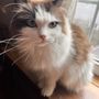 Photo of Rambunctious Ragdolls