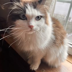 Rambunctious Ragdolls