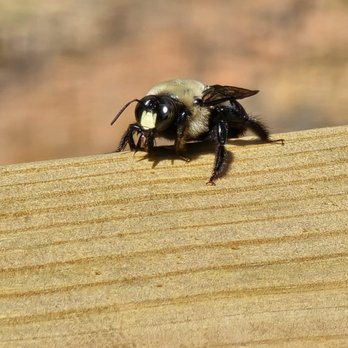 Safeway Termite & Pest Control - Carpenter Bee - Pest Control Near Me - Annandale, Virginia Safeway Termite & Pest Control - Carpenter Bee - Pest Control Near Me - Annandale, Virginia