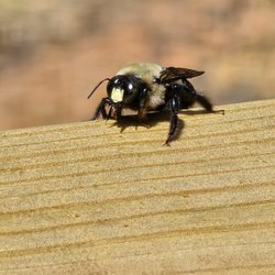 Safeway Termite & Pest Control