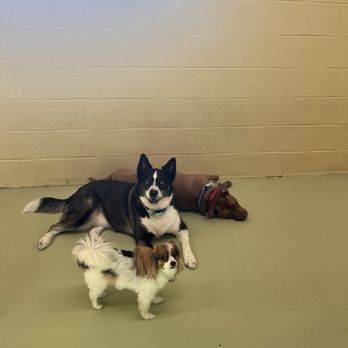 Wags N Wiggles - Luna and Ellie - Pet Groomers Near Me - Springfield, Ohio