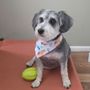 Photo of The Debonair Dog