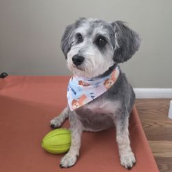 The Debonair Dog