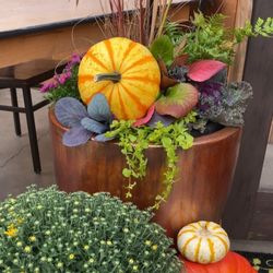 Patio Gardens - Fall Planter