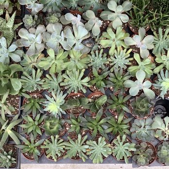 Giverny Gardens - Succulents - Nurseries & Gardening Near Me - Jupiter, Florida