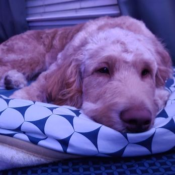 Barkeley K-9 University - Pet Training Near Me Barkeley K-9 University - Pet Training Near Me