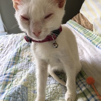 Cat Doctor - Veterinarians Near Me - Houston, Texas