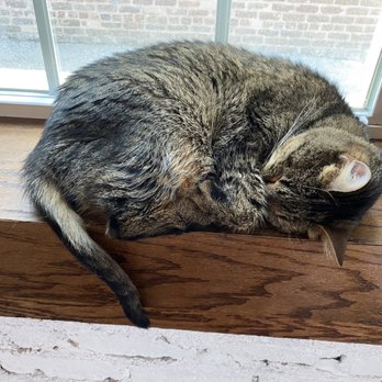 Pounce Cat Cafe - Sleepy kitty - Pet Adoption Near Me - Charleston, South Carolina