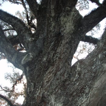Bulow Creek State Park - Parks Near Me - Ormond Beach, Florida