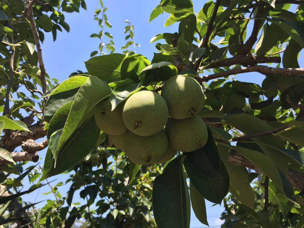 EXOTICA RARE FRUIT NURSERY 217 Photos & 86 Reviews Nurseries