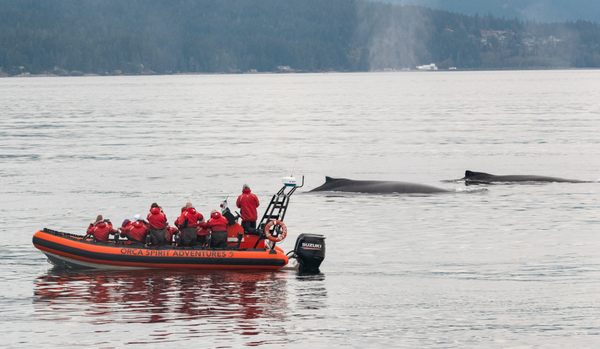 Orca Spirit Adventures Whale Watching by null