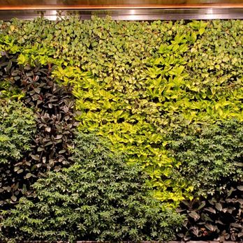 American Express Centurion Lounge - Entryway wall - Airport Lounges Near Me - Houston, Texas American Express Centurion Lounge - Entryway wall - Airport Lounges Near Me - Houston, Texas