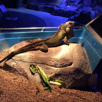 Austin Aquarium - Aquariums Near Me - Austin, Texas