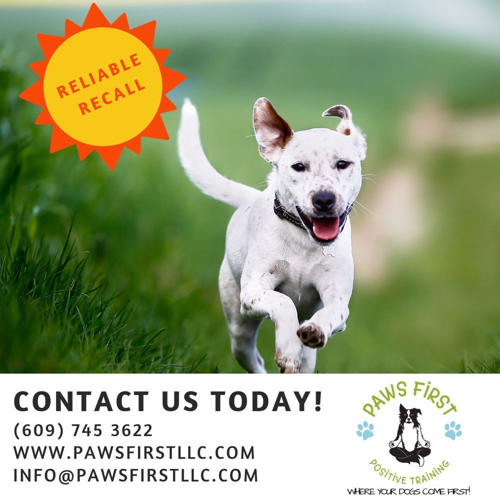 PAWS FIRST 18 Photos & 10 Reviews Mays Landing, New Jersey Dog