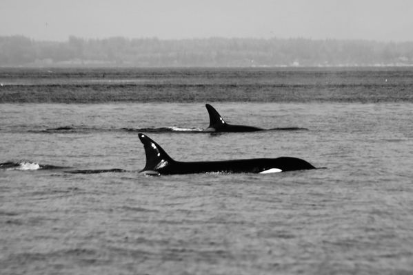 Western Prince Whale Watching Adventures by null