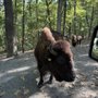 Photo of Lone Elk Park