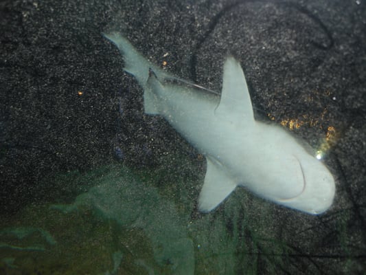 SEA LIFE Brighton by null