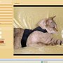 Photo of Cats Shop Cat Convenience