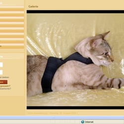 Cats Shop Cat Convenience