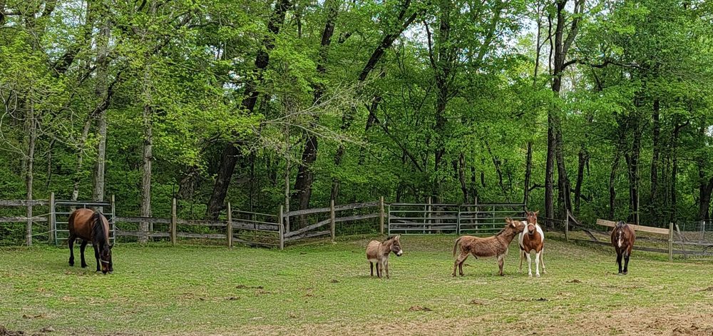 Little Creek Ranch Logo