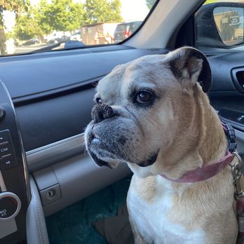 Pacific Animal Hospital - My Old Lady - Veterinarians Near Me - Oceanside, California Pacific Animal Hospital - My Old Lady - Veterinarians Near Me - Oceanside, California