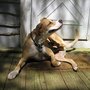 Photo of Rebecca's Dogsitting
