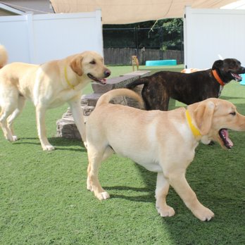The Barking Dog - Hooksett - Pet Training Near Me - Hooksett, New Hampshire