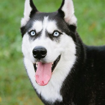 Shutter Hound Pet Photography - Pet Photography Near Me Shutter Hound Pet Photography - Pet Photography Near Me