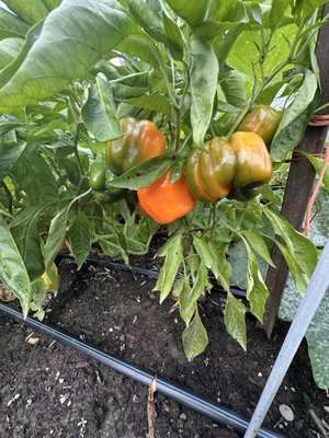 Seed Savers Exchange by null