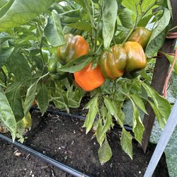 Seed Savers Exchange