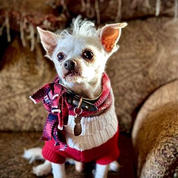 Sierra Oaks Veterinary Services - Veterinarians Near Me - Penn Valley, California Sierra Oaks Veterinary Services - Veterinarians Near Me - Penn Valley, California