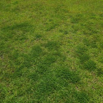 TruGreen Lawn Care - Tree Services Near Me - Myrtle Beach, South Carolina